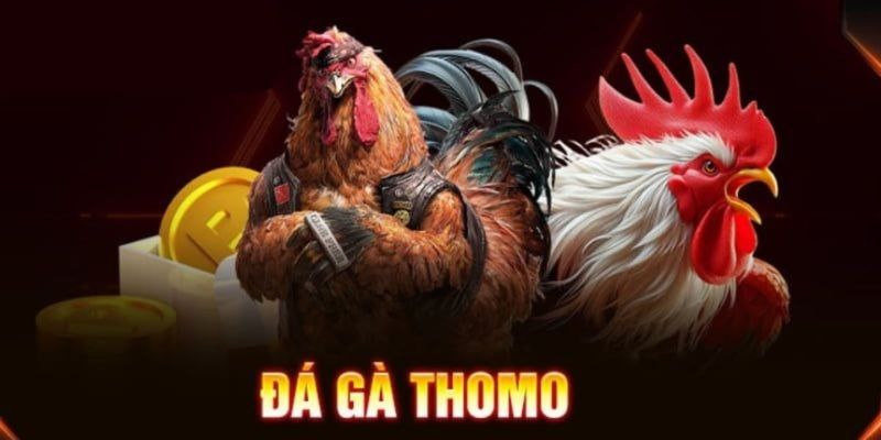 Đá Gà Thomo Campuchia