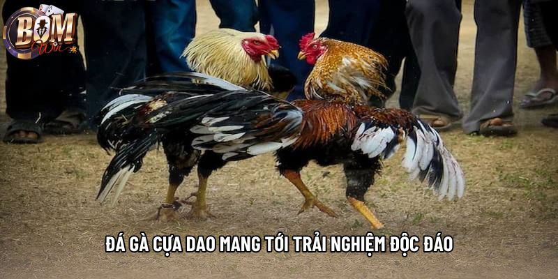 Đá gà cựa dao mang tới trải nghiệm độc đáo