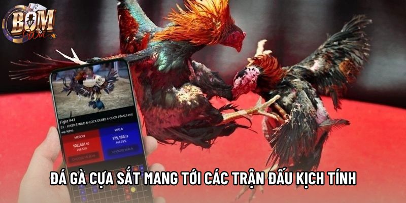 Đá gà cựa sắt mang tới các trận đấu kịch tính